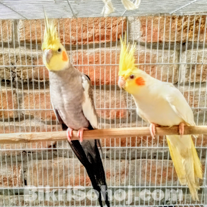 ককাটেল পাখি রানিং